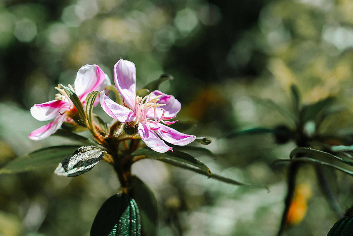 Piante Aromatiche Mediterranee nella Profumeria