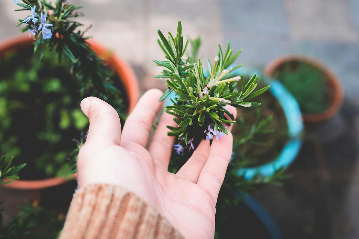 Piante Aromatiche Mediterranee nella Profumeria