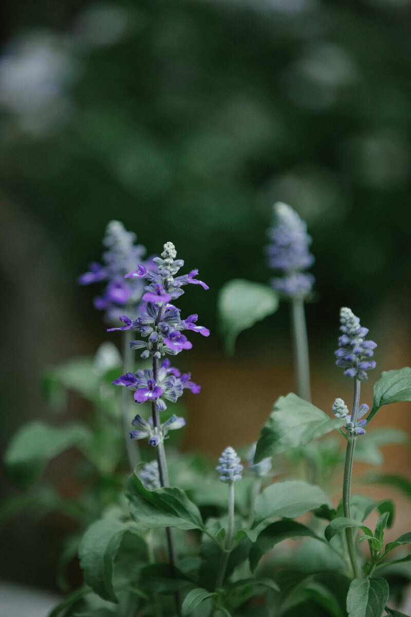 Piante Aromatiche Mediterranee nella Profumeria